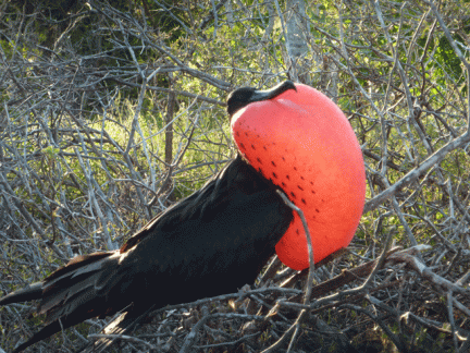 Frigate-Bird
